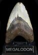 Bargain Megalodon Tooth - North Carolina #36914-2